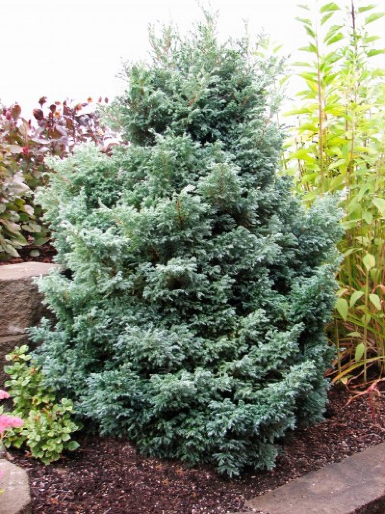 False Cypress Care : Growing A False Cypress Tree