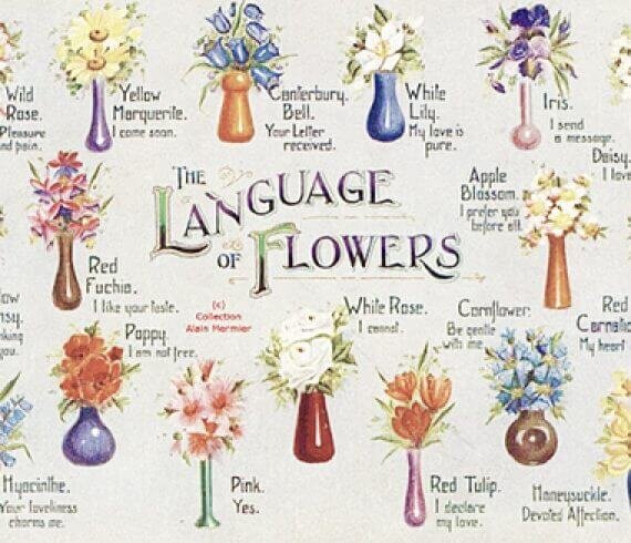 Flower meaning by color