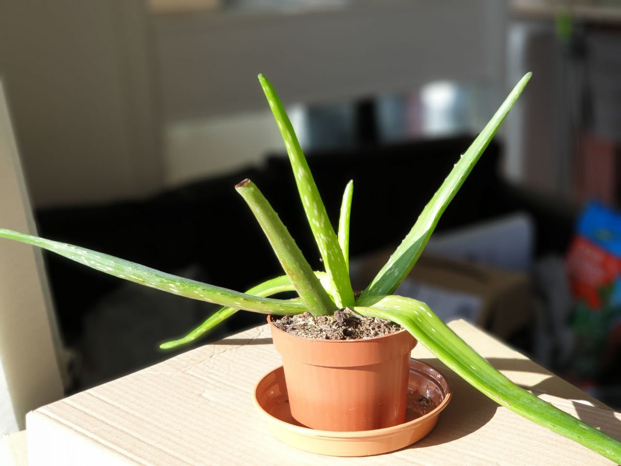 How Do You Fix Droopy Aloe plant?