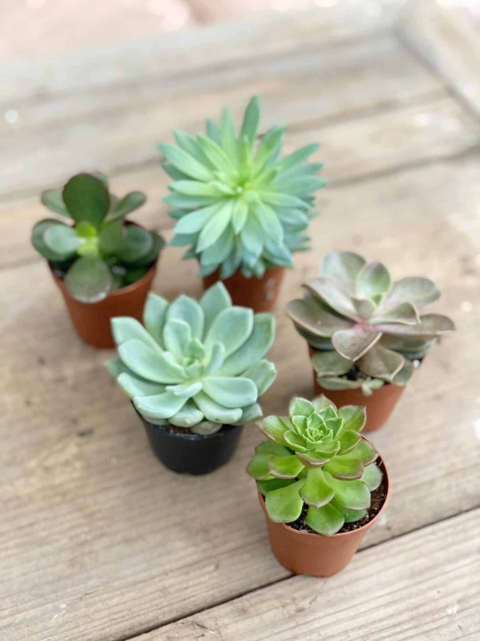 When to Fertilize Succulents?