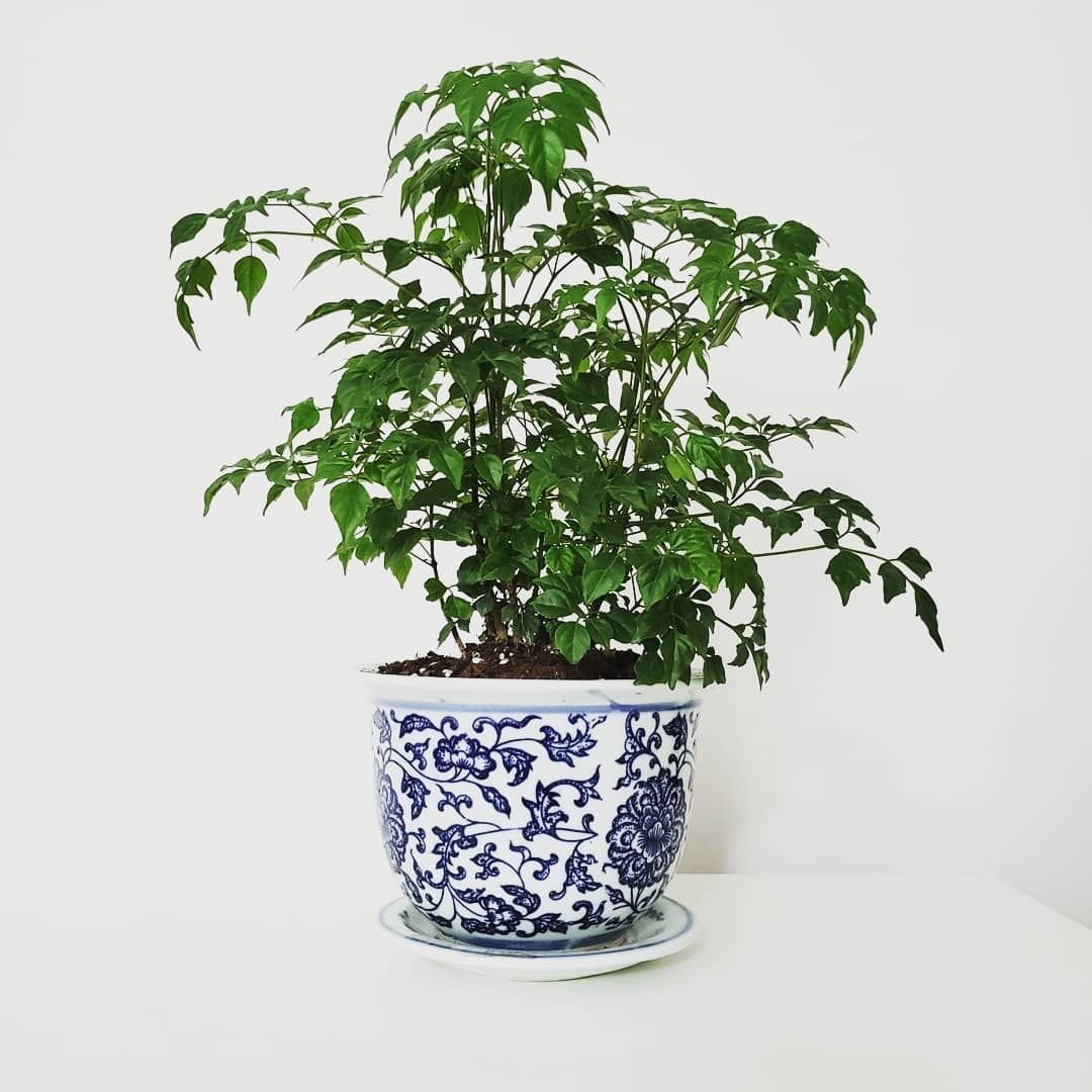 How Do You Care For a China Doll Plant?