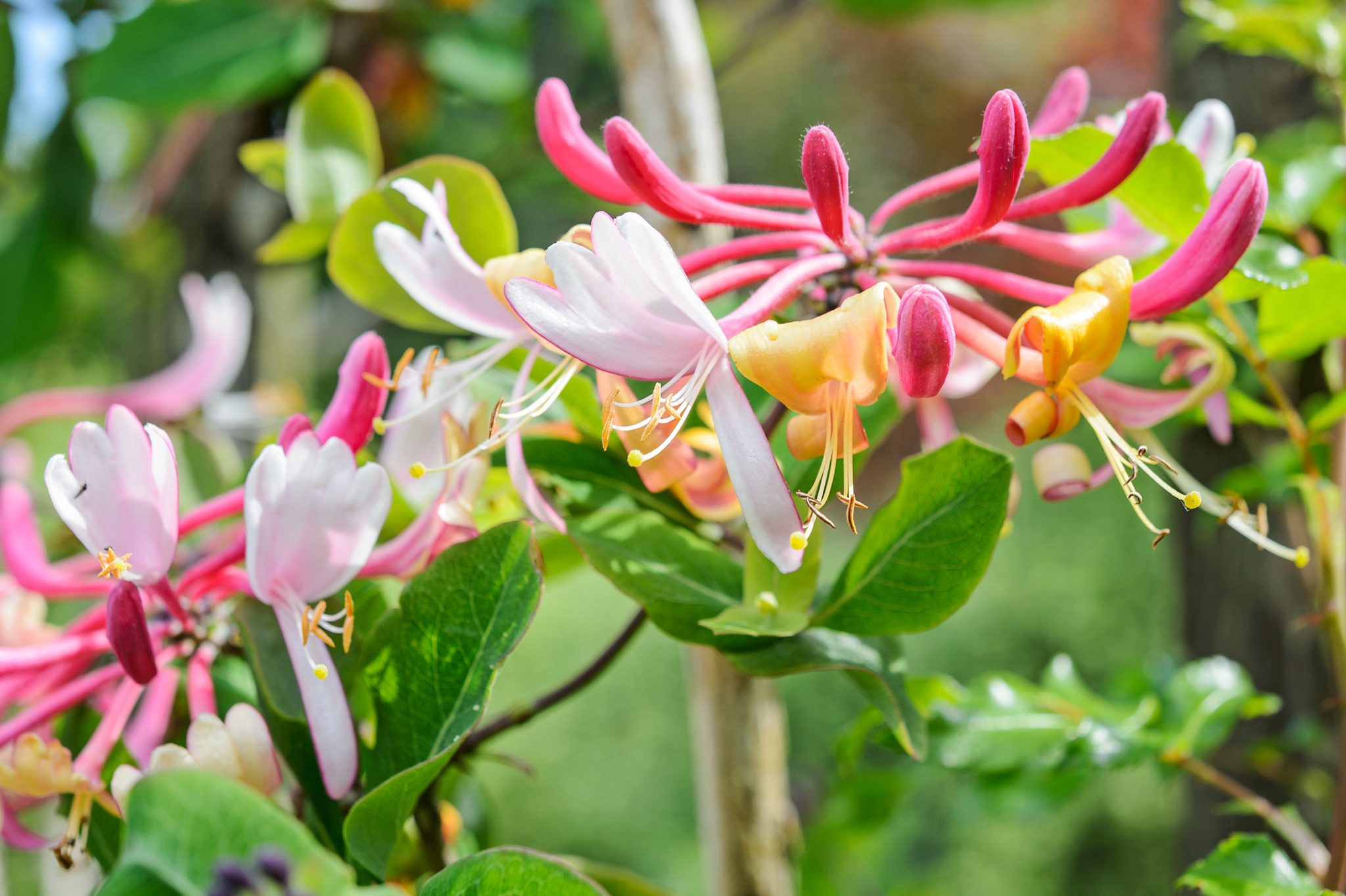 Types of Honeysuckle – Unique & Different Colorful(Varieties)