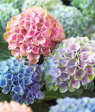 Tips to Prevent Hydrangea Yellowing of Leaves