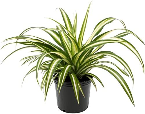 Spider Plant Benefits – Feng Shui, Spiritual Meaning(Night)