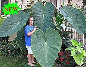 Can I Use Elephant ear plant broken stem for Propagation?