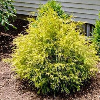 Chamaecyparis pisifera Caring Tips