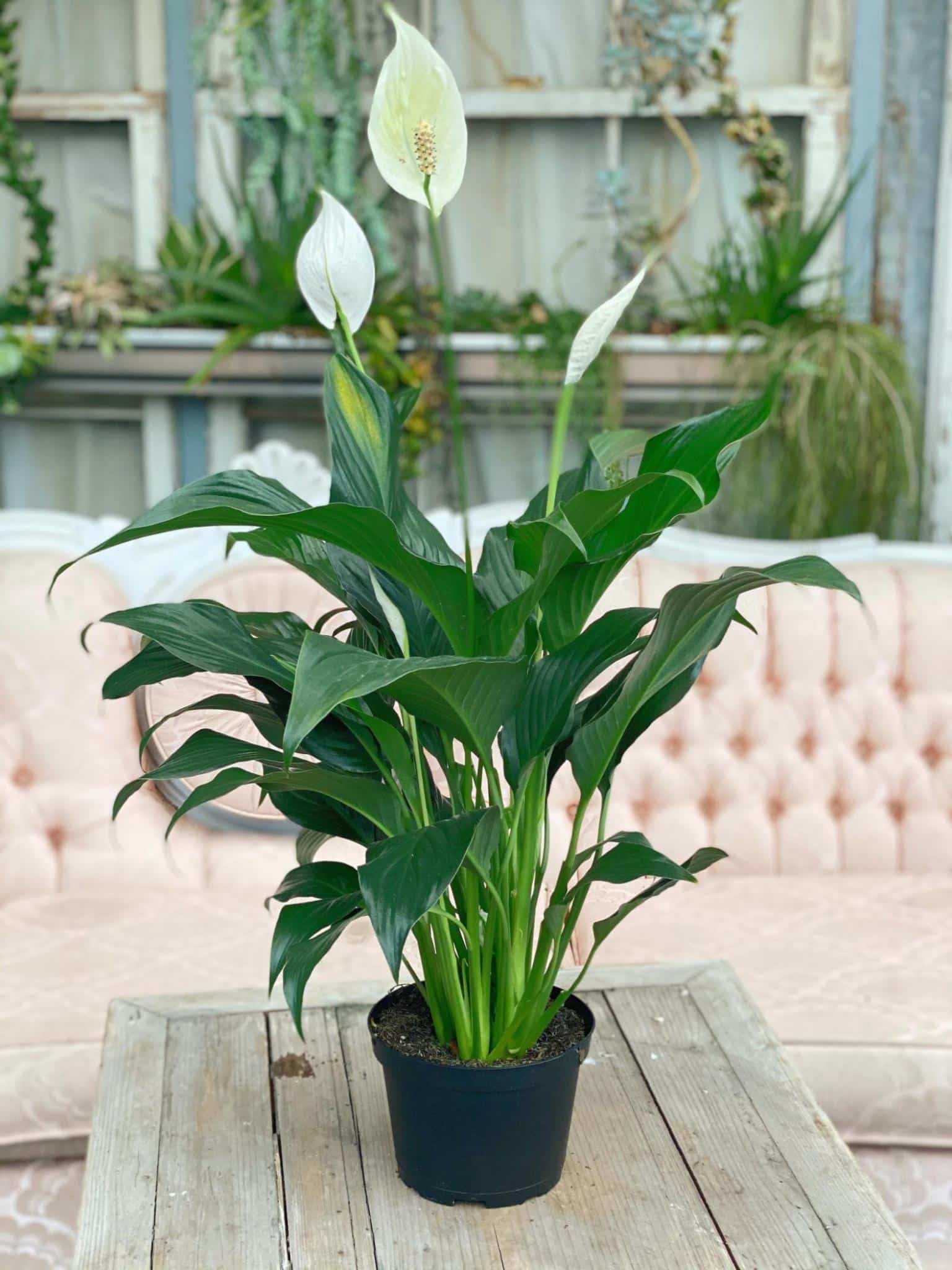 How to Treat Peace lilies with Root Rot? (Guide With Solution)