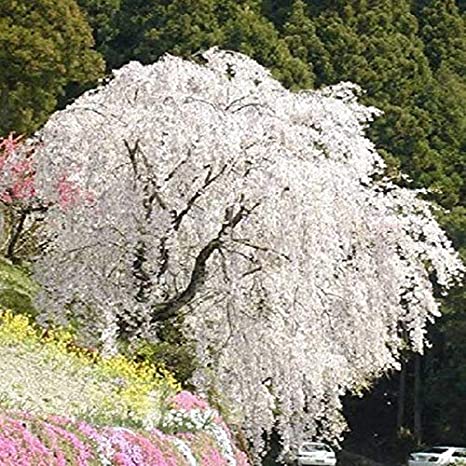 Do Weeping Cherry Tree produce fruit?