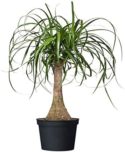 How to prune ponytail palm