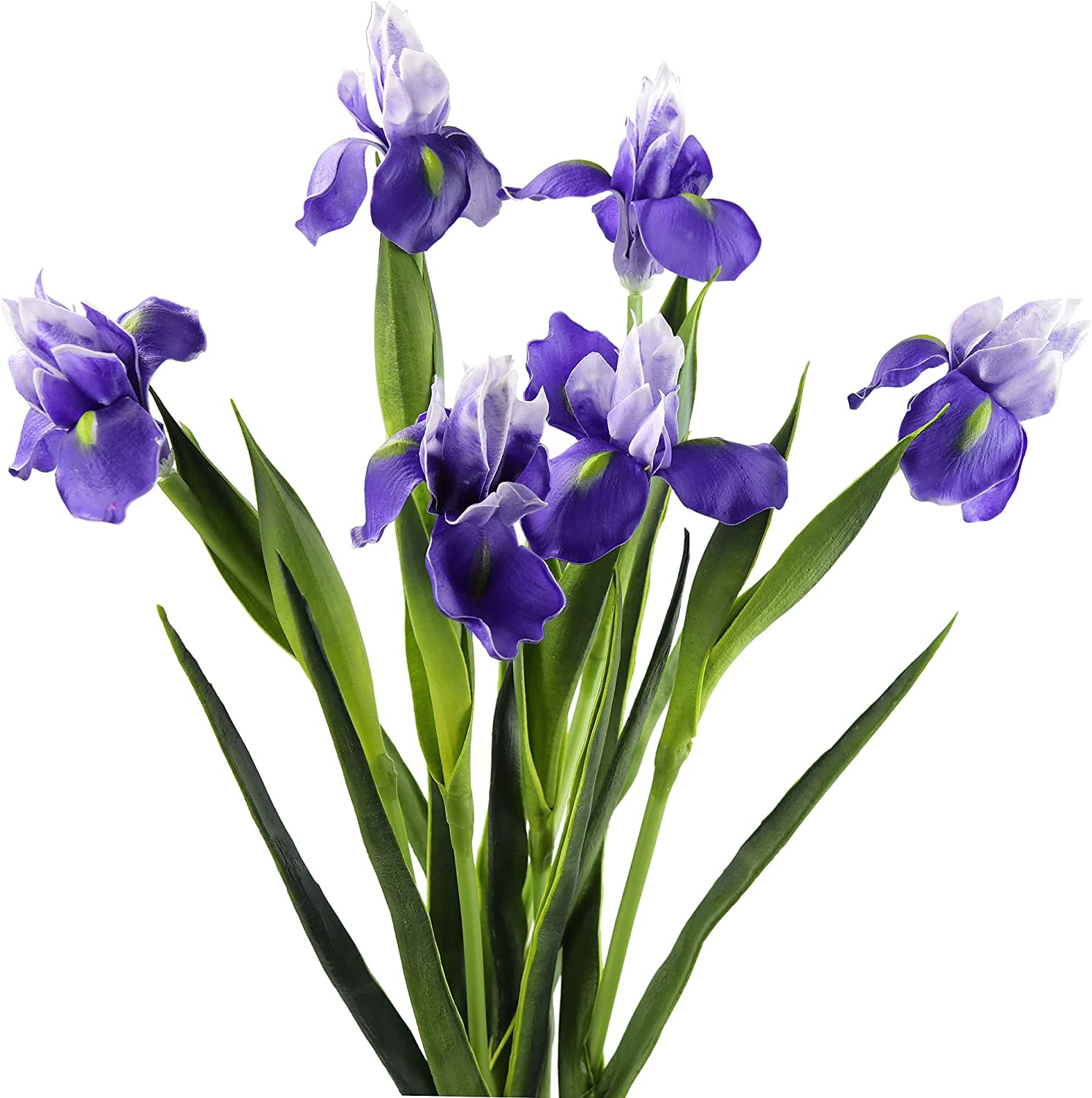Iris Symbolism in Christianity – What Does Its Flower Mean?