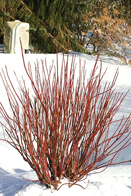 Red Twig Dogwood – How to Grow,Care,Varieties,Propagation [Full Guide]