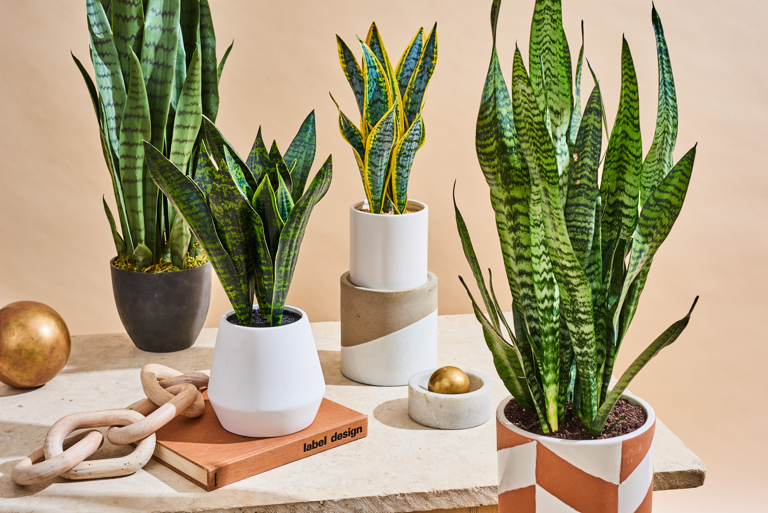 Why You Still Need to Have a Snake Plant at Home