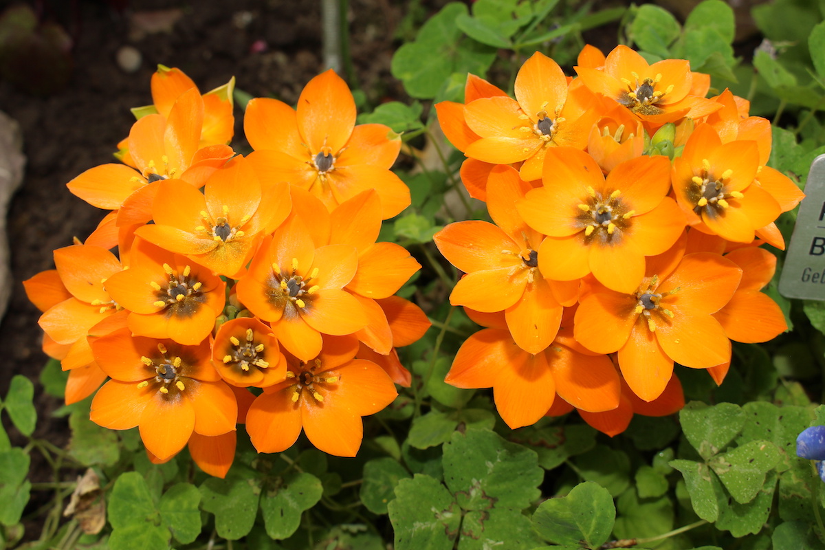 Orange star plant leaves turning yellow