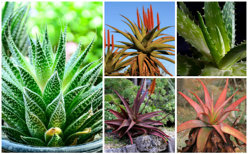 32 Types of Aloe Plants – Which One is Best(With Pictures)