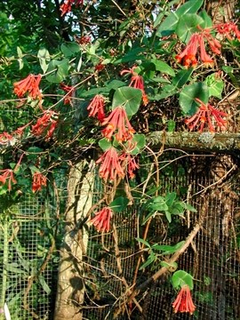 Honeysuckle Pruning