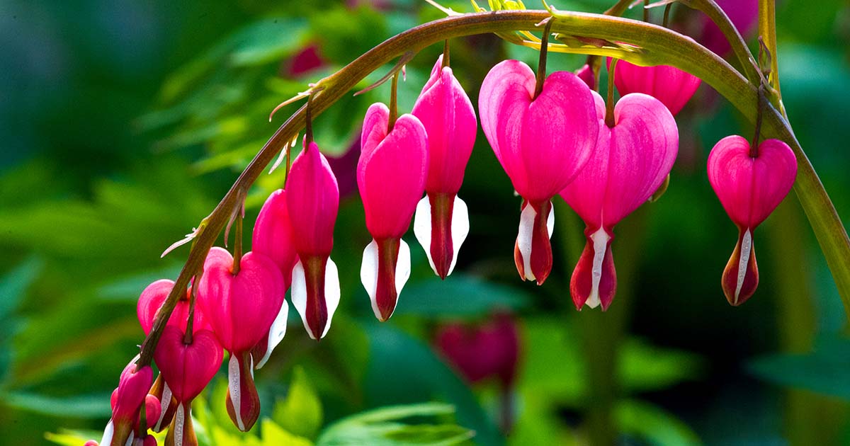 Bleeding Heart Vine – How to Propagate from Cuttings, Care, Trellis