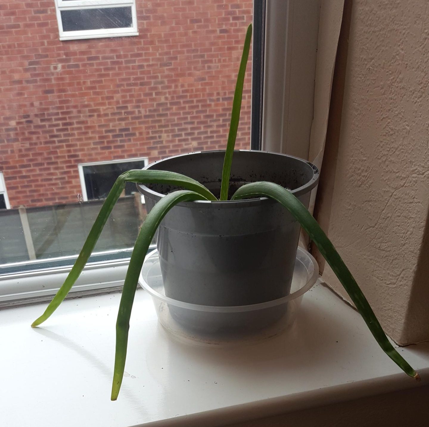Droopy Aloe Plant How Do You Fix Limp?(8 Causes) The Garden Hows
