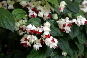 How to prune Bleeding Heart Vine (Clerodendrum thomsoniae)