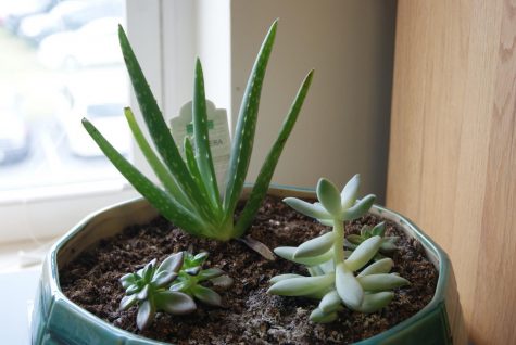 Does aloe need succulent soil?