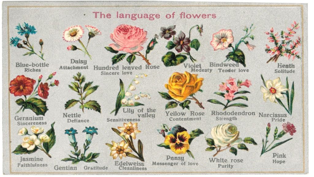 Language Of Flowers – Plants Meaning And What They Symbolizes