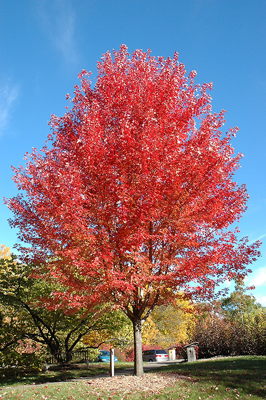 How close to the house can you plant an autumn blaze maple