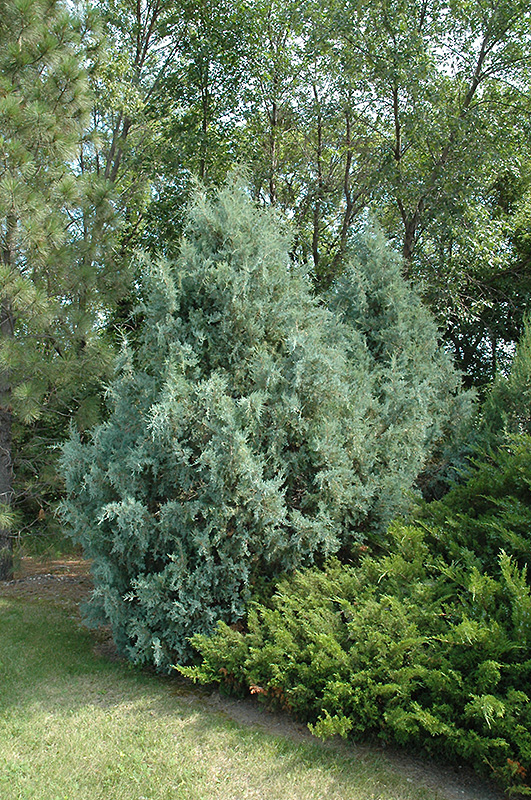 How big does a blue point juniper get?