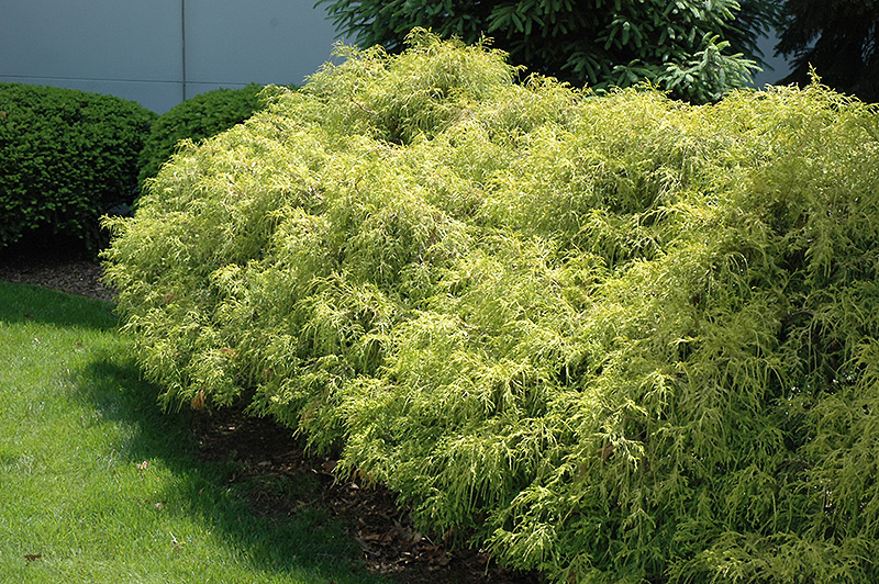 Dwarf Gold Mop Cypress Care