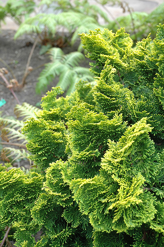 Dwarf Gold Mop Cypress – Info, Care Guide