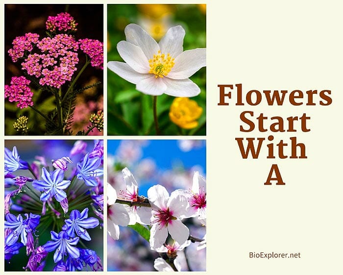 26 Flowers That Start With A (Pink And White Perennials Plants)