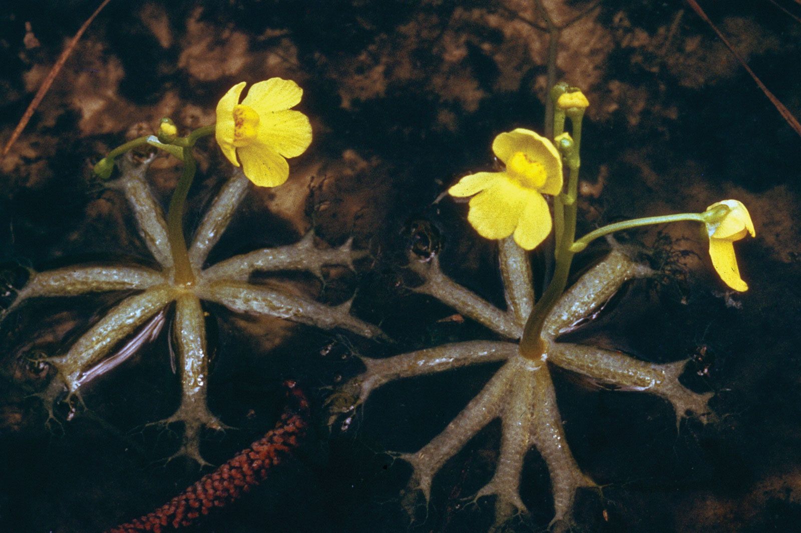 Bladderwort- Adaptations, Uses, Habitats, Eats(Common Plant)