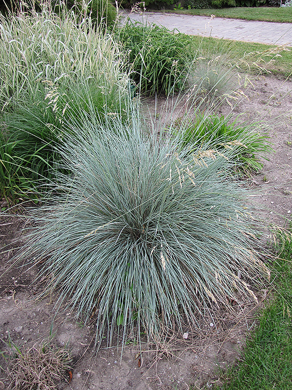 (Helictotrichon sempervirens) Blue Oat Grass Propagation