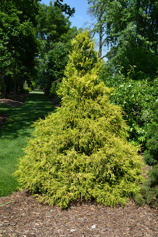 Gold mop cypress companion plants