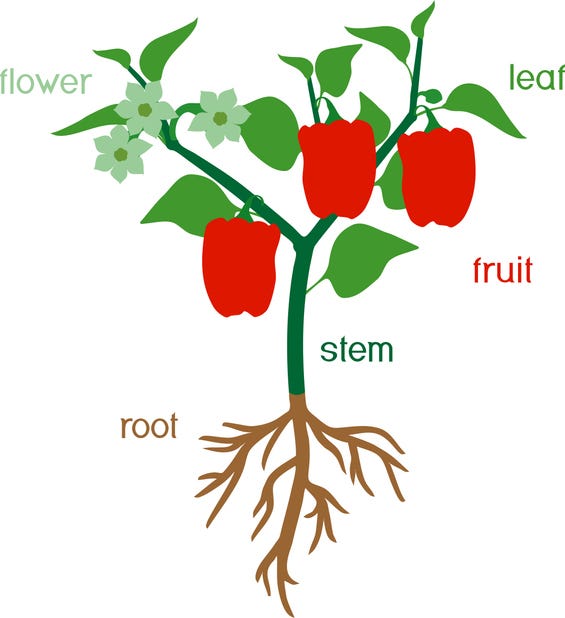 Facts About Plants