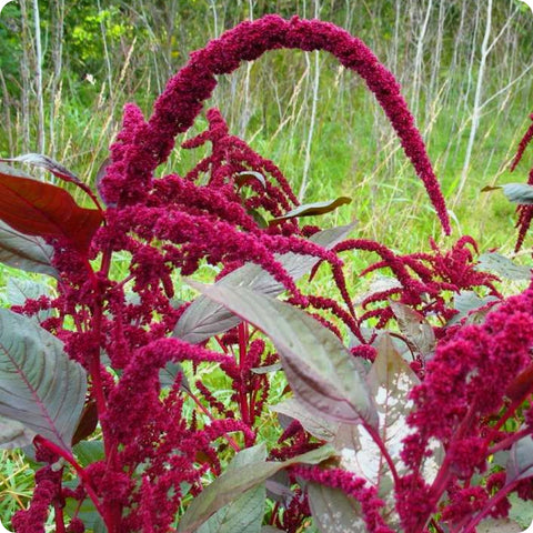 Amaranth flower seeds 