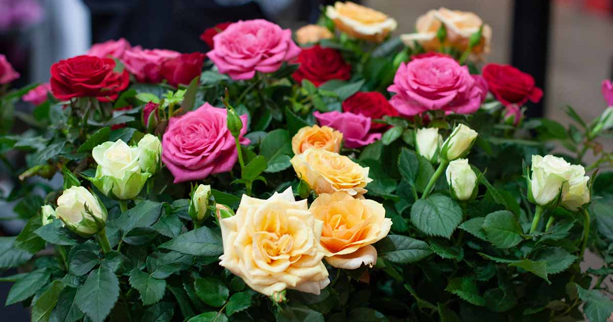 Rose Flower Meaning – What Does it Symbolize, Uses