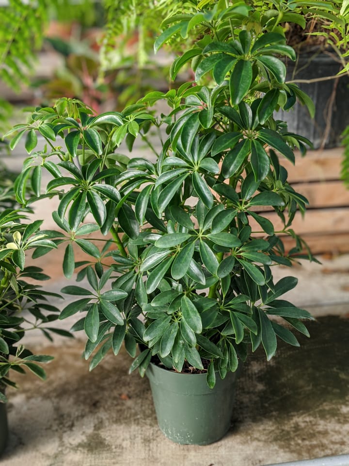 Umbrella Plant Indoor