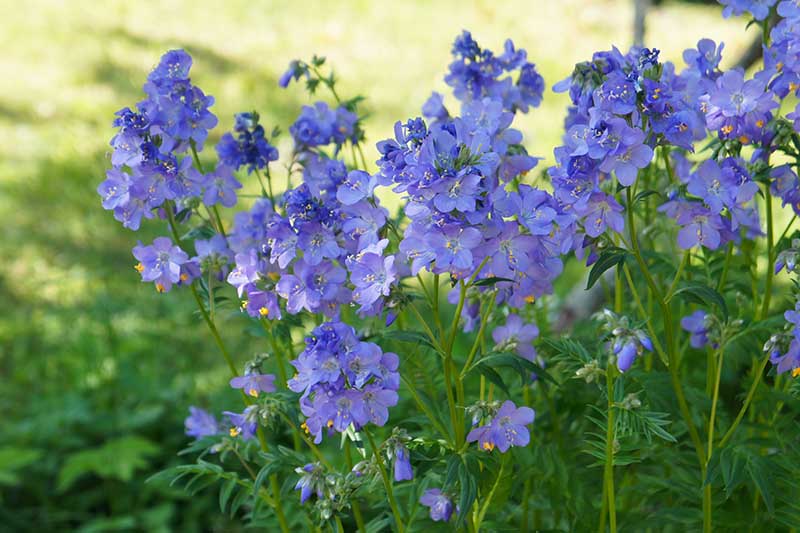 Jacob’s Ladder Plant Pruning