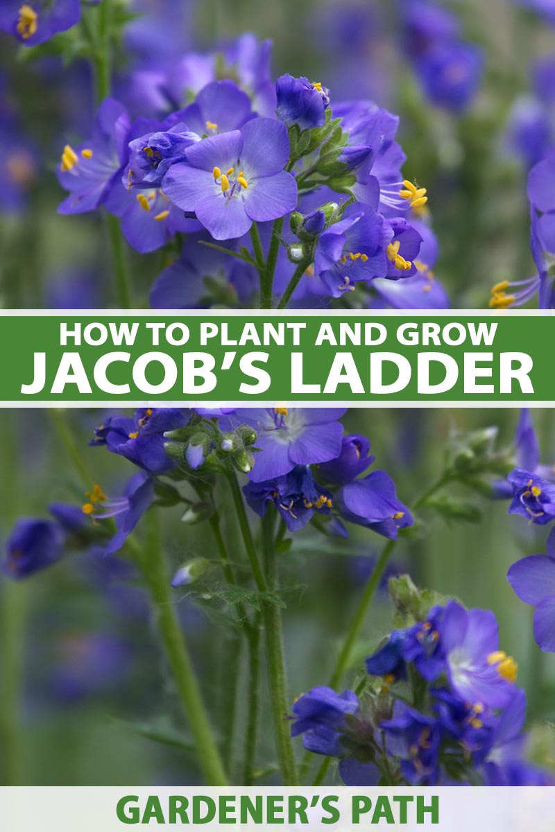 Jacob’s Ladder Plant – Full Guide Growing Caring(Polemonium caeruleum)