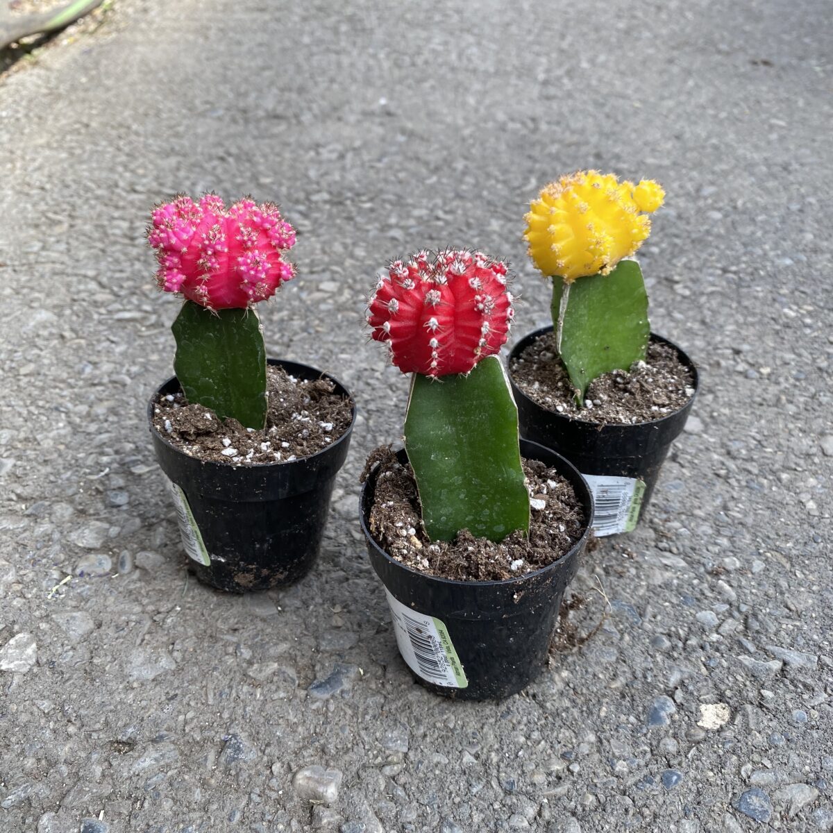 Moon Cactus – Information, Care, Propagation, Grafting