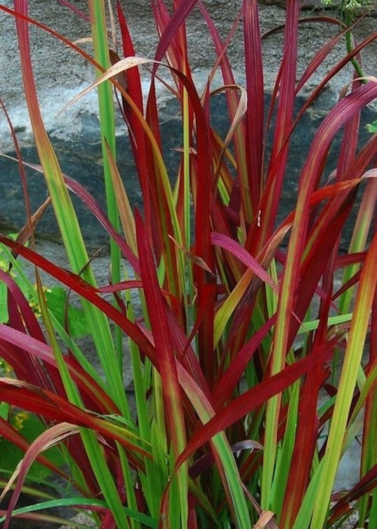 Japanese blood grass – How to Grow & Care (Imperata cylindrica) – Guide