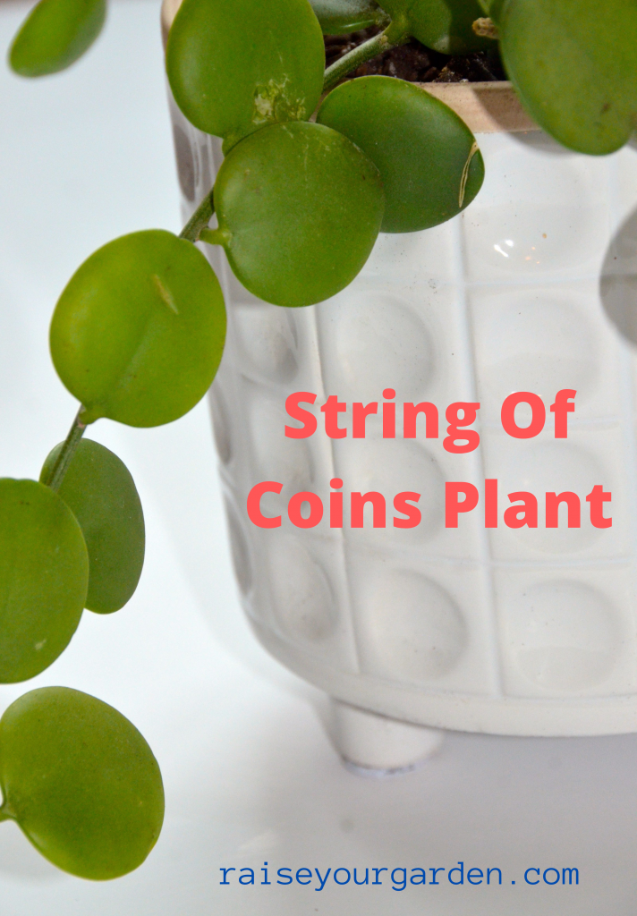String of Nickels – Care, Leaves Falling, Yellow, Coins, Variegated