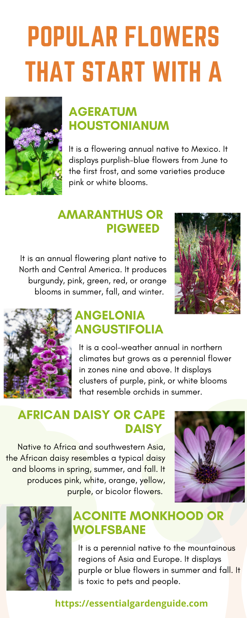 Perennial flowers that start with A