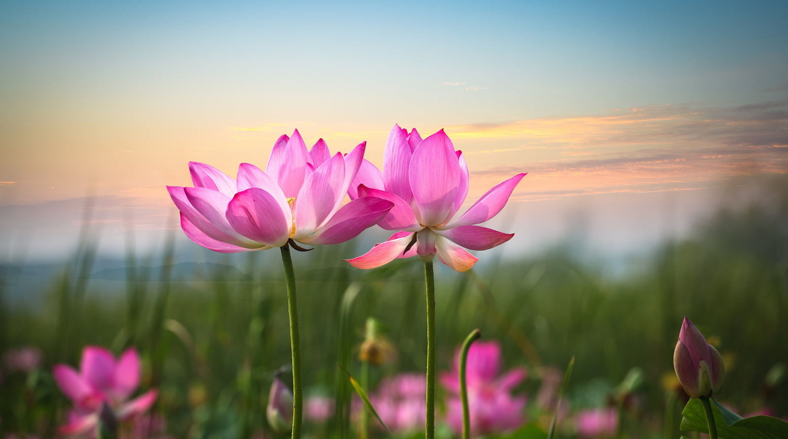 Pink Lotus Flower Meaning and Symbolism (Explained)