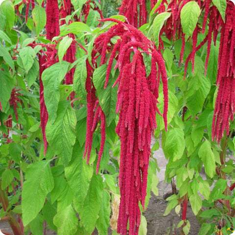 What is the Cultural Significance of an Amaranth Flower?