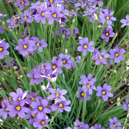 Blue Eyed Grass – How to Grow , Care , Where to Plant (Sisyrinchium)