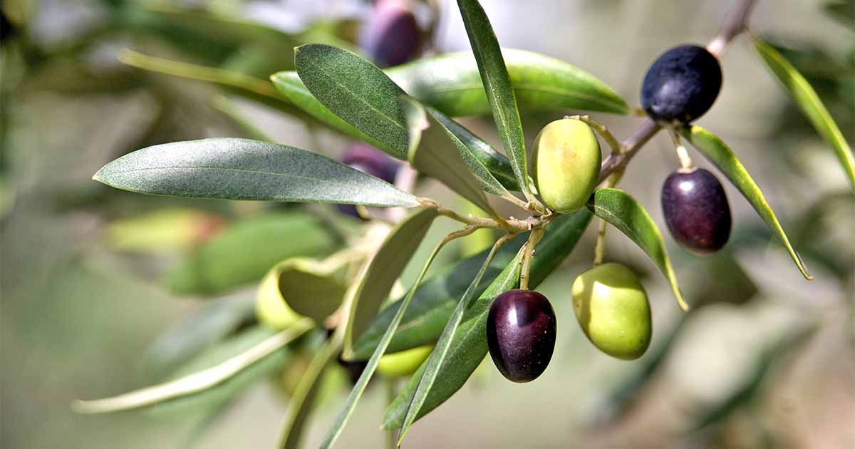 Olive Trees in the Bible – Symbolism, Love, Spiritual Meaning, Hebrew, Bible verse, Christianity