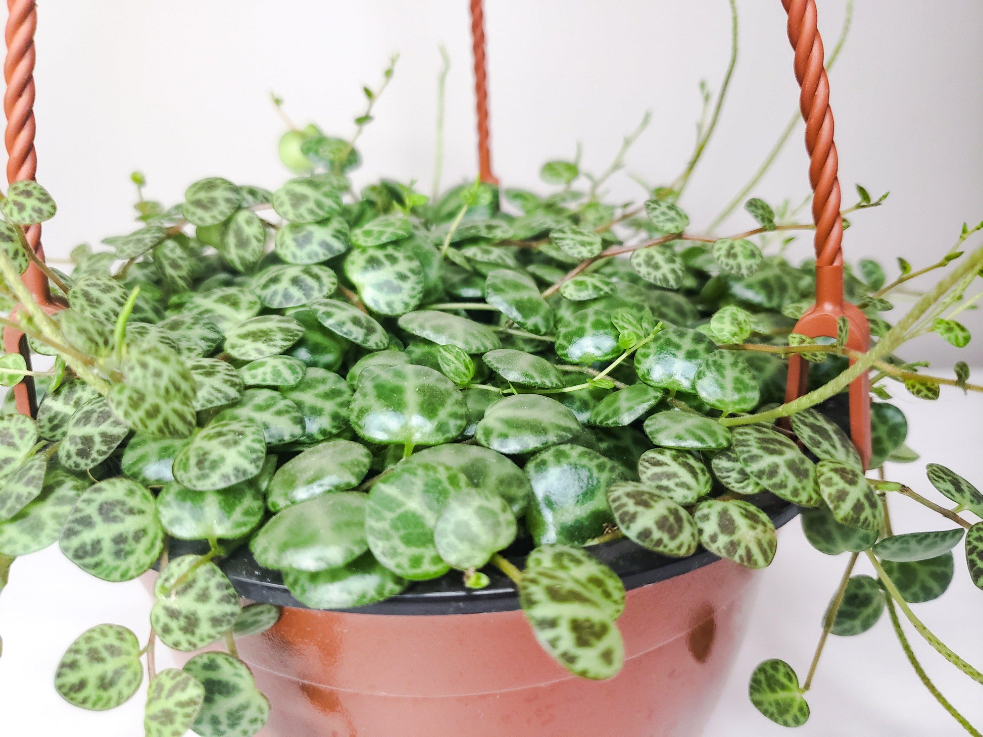 String of Turtles Plant – Care,Propagate,Repot,Prune, Sale[Guide]