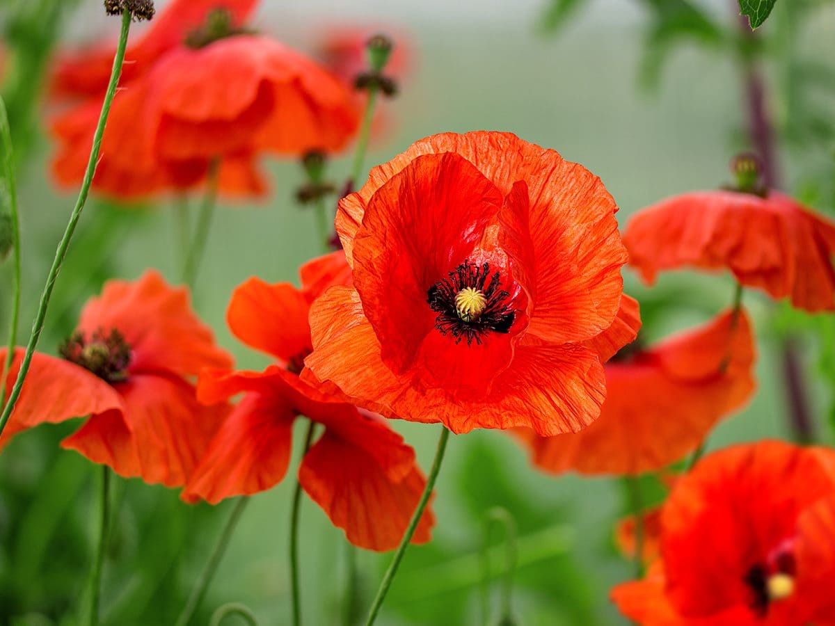 Poppies for Veterans Day (History, When And How to Celebrate)