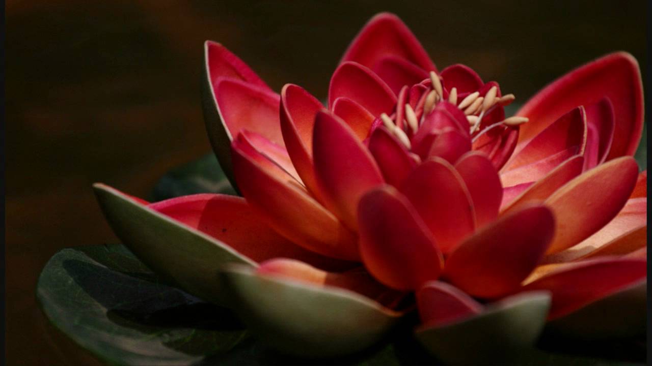 The Red lotus : Beautiful & Cultural