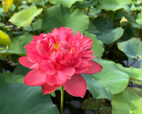 Red Lotus Flower And Tattoo (Meaning and Symbolism )
